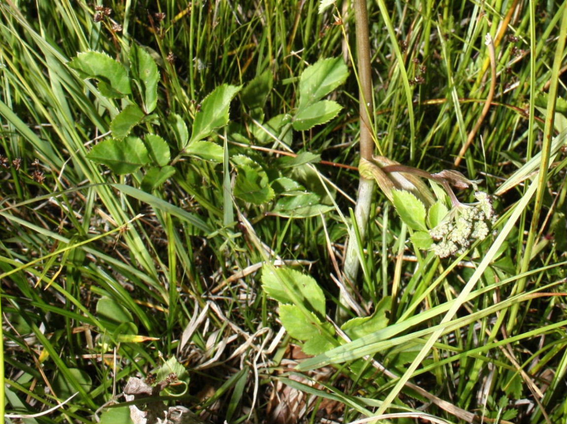 Angelica sylvestris